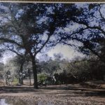 El Chaco Sin Bosques - La Pampa O El Desierto